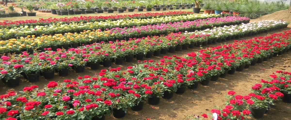 Sri Ravi Chandra Nursery