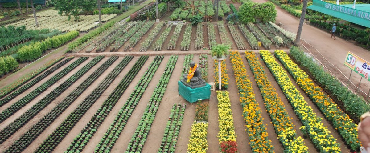 Welcome to Sri Ravi Chandra Nursery